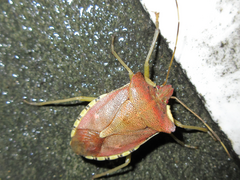Pentatoma semiannulata