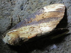 Hexafrenum leucodera