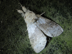 Calliteara pseudabietis