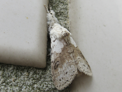 Calliteara pseudabietis