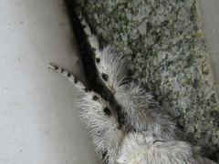 Calliteara pseudabietis