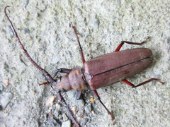 Aegosoma sinicum sinicum