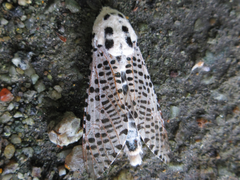 Zeuzera multistrigata