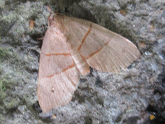 Gonepatica opalina