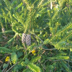 Melaleuca diosmifolia