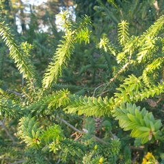 Melaleuca diosmifolia