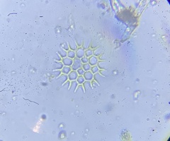 Hydrodictyaceae