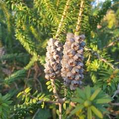Melaleuca diosmifolia