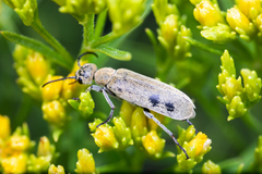 Epicauta ferruginea