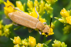 Epicauta ferruginea