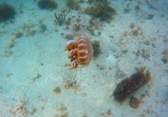 Cassiopea frondosa