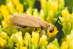 Epicauta ferruginea