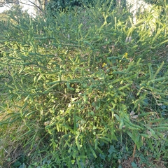 Melaleuca diosmifolia