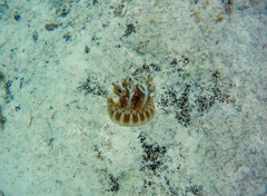 Cassiopea frondosa