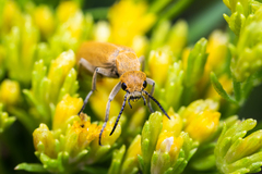 Epicauta ferruginea