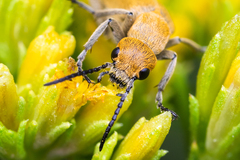 Epicauta ferruginea