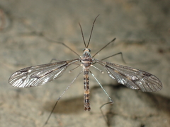 Leptotarsus cubitalis