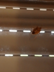 Halyomorpha halys