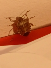 Halyomorpha halys