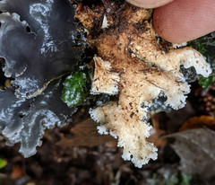 Pseudocyphellaria dissimilis