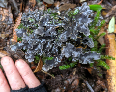 Pseudocyphellaria dissimilis