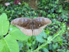 Tanaecia cocytus