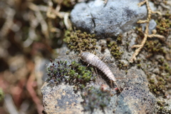 Ctenolepisma ciliatum