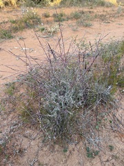 Digitaria divaricatissima