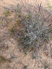 Digitaria divaricatissima