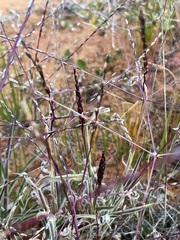 Digitaria divaricatissima