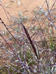 Digitaria divaricatissima