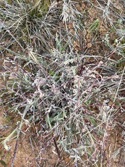 Digitaria divaricatissima