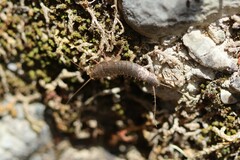 Ctenolepisma ciliatum