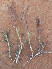 Digitaria divaricatissima