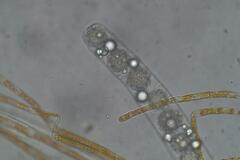 Octospora maireana