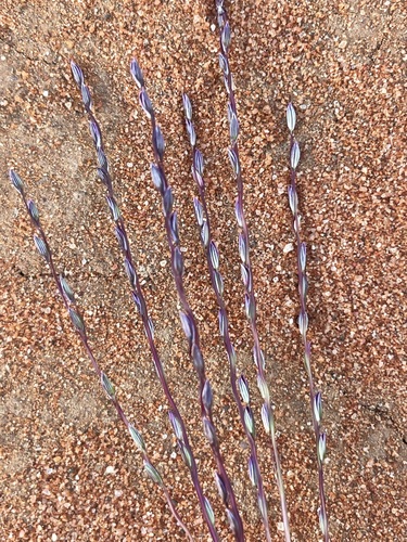 Digitaria divaricatissima