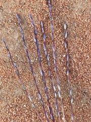 Digitaria divaricatissima