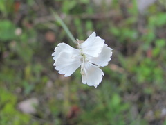 Dianthus elbrusensis