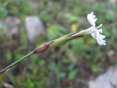 Dianthus elbrusensis