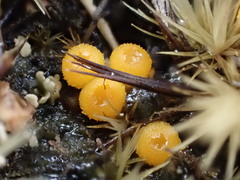 Byssonectria fusispora