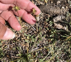 Penstemon heterodoxus heterodoxus