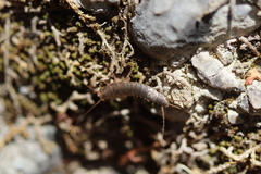 Ctenolepisma ciliatum
