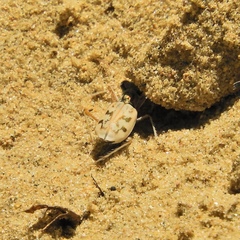 Ellipsoptera lepida