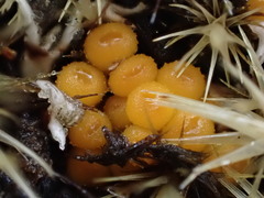 Byssonectria fusispora