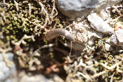 Ctenolepisma ciliatum