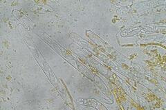 Byssonectria fusispora