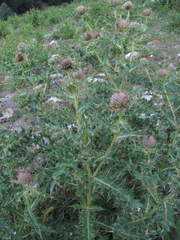 Cirsium balkharicum
