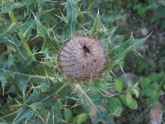 Cirsium balkharicum
