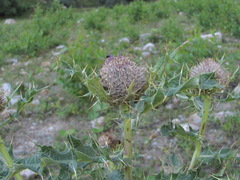 Cirsium balkharicum