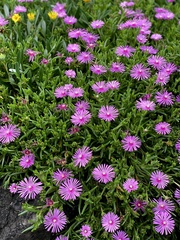 Lampranthus spectabilis